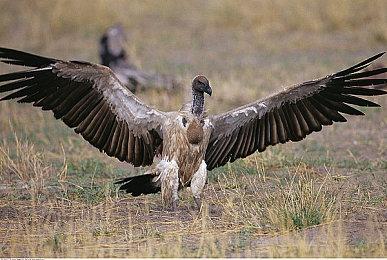 华纳确认今年的DC Fandome被取消